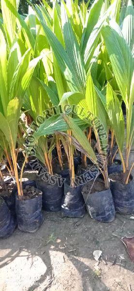 Coconut Kerala Plant