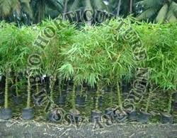 Dendrocalamus Giganteus Bamboo Plant