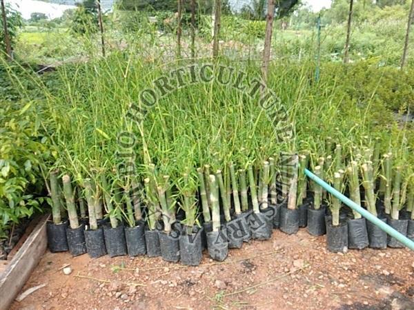 Dendrocalamus Strictus Bamboo Plant