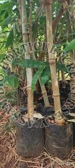 Oliveri Bamboo Plant