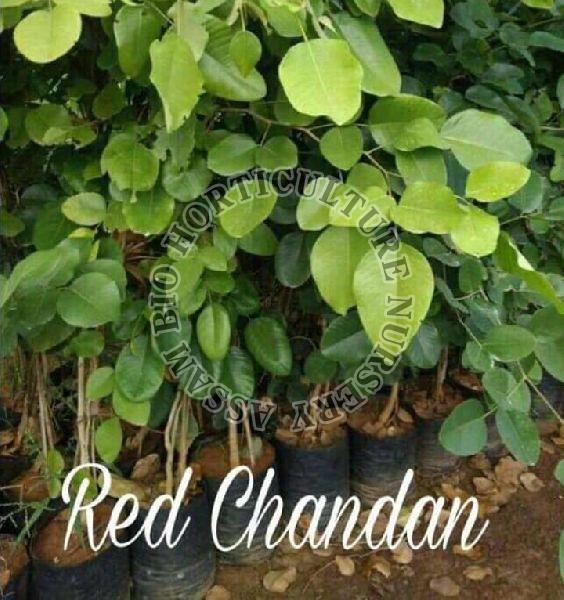 Red Chandan Plant