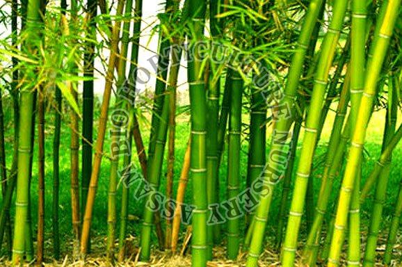Tulda Bamboo Raozone Plant