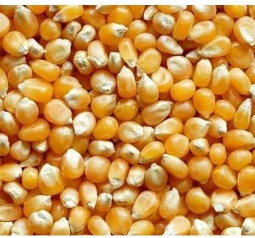 Yellow Maize Seeds