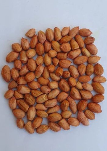 Kacang Tanah Seeds