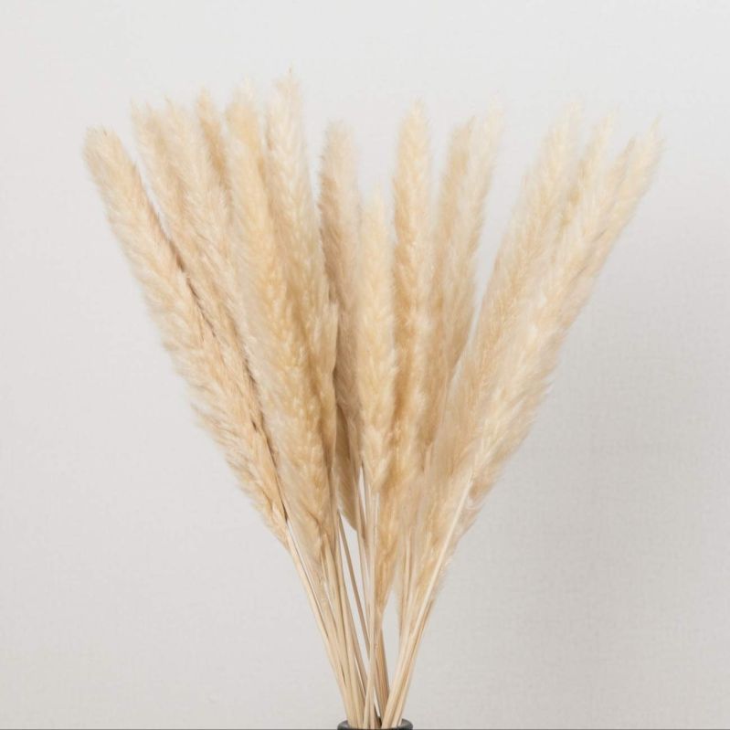 Freeze Dried Pampas Grass