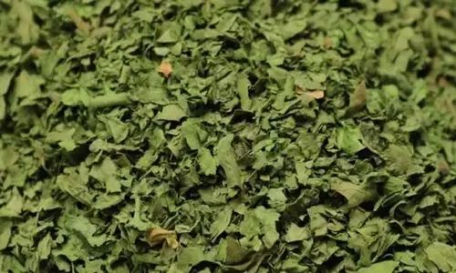 Frozen Coriander Leaves