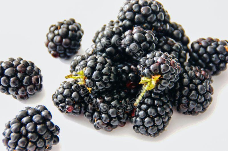 Fresh Blackberries