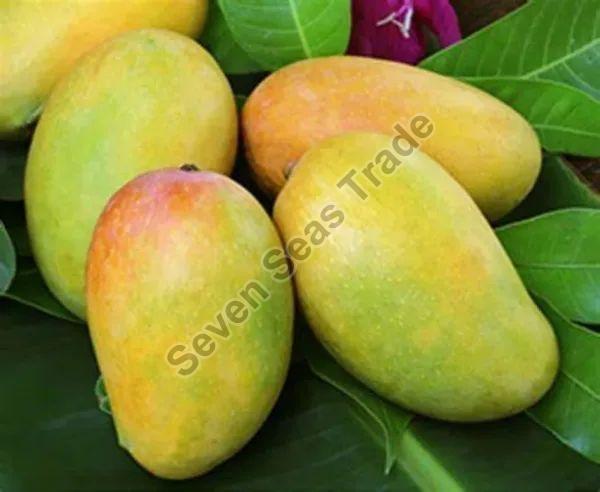 Fresh Kesar Mango