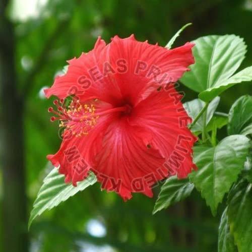 Fresh Hibiscus Flower