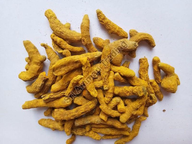 Curcuma Longa Turmeric Finger