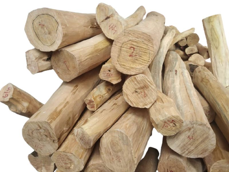 A Grade White Sandalwood Logs