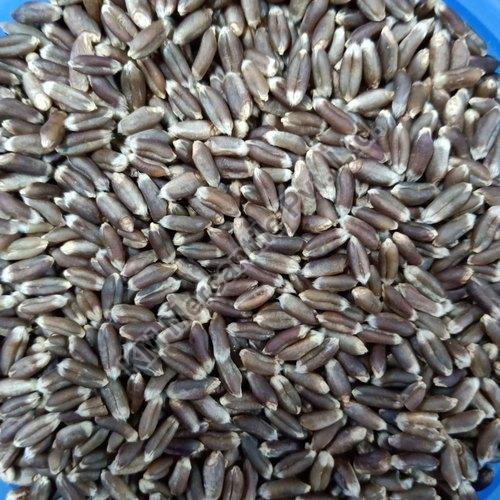 Black Wheat