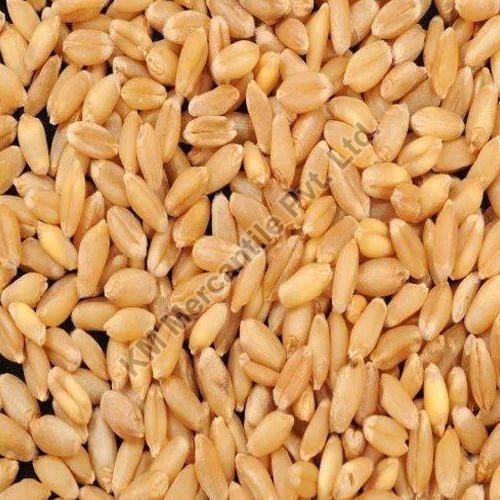 MP Wheat