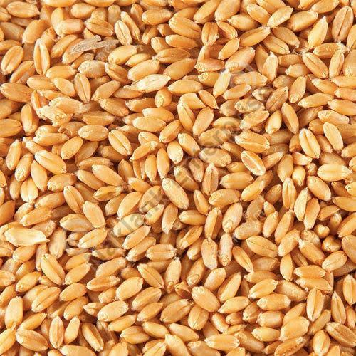 Wheat Seeds