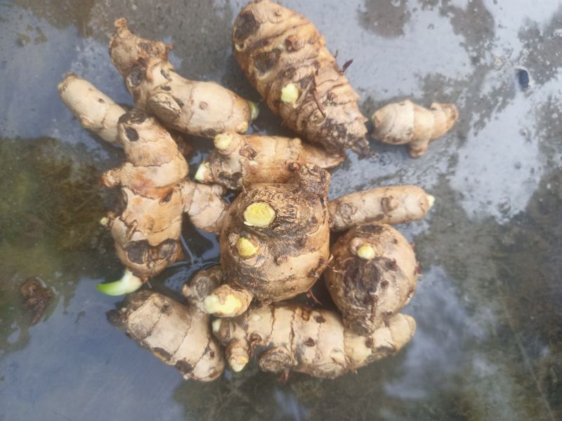 Curcuma Aromatica