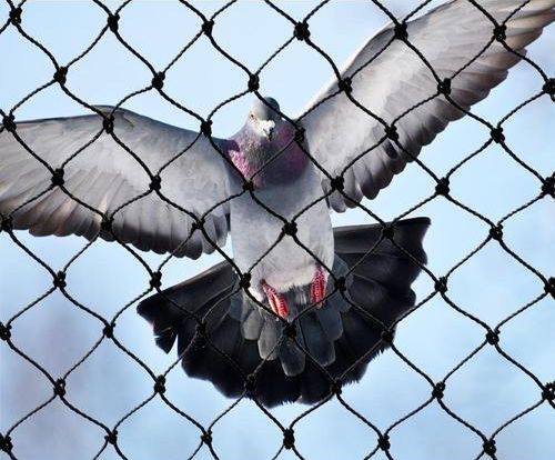 Pigeon Protection Net