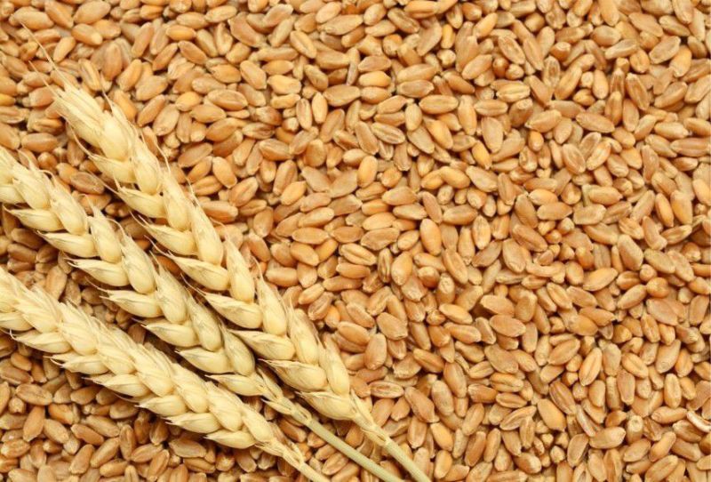 Wheat Grains