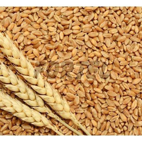 Wheat Grains