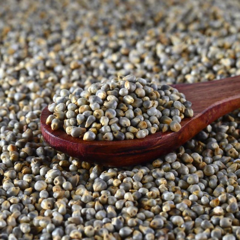 Pearl Millet