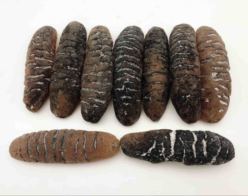 Dried Sea Cucumber