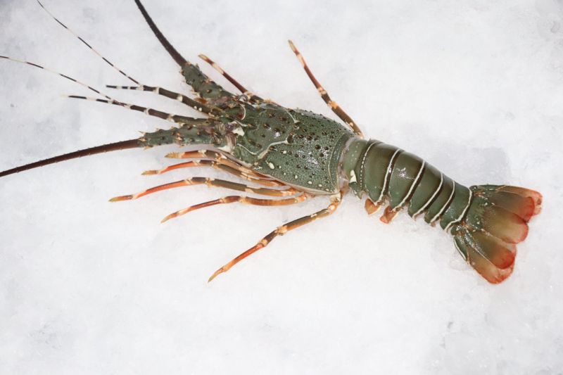 Frozen Lobsters