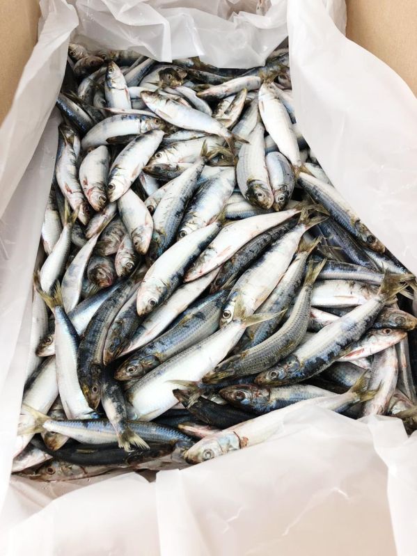 Frozen Sardines Fish