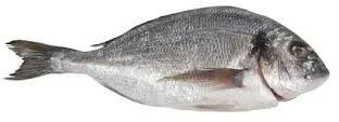 Frozen Sea Bream Fish