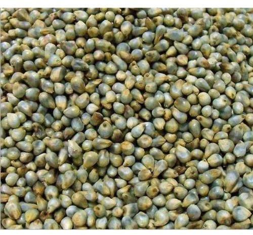 Green Millet Seeds