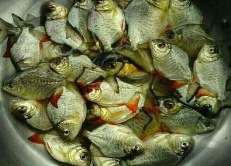 Rupchanda Fish Seed