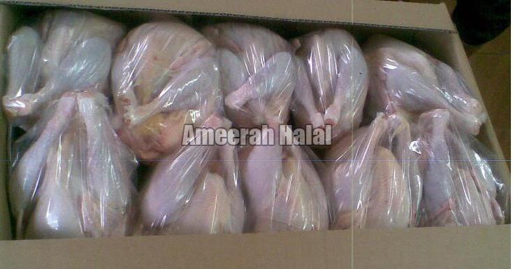 Frozen Halal Chicken Meat