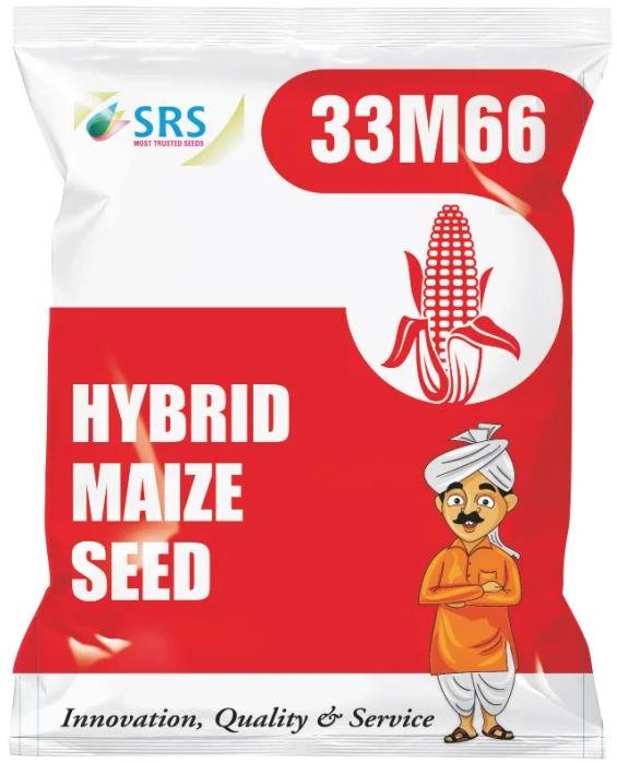 33M66 Hybrid Maize Seeds