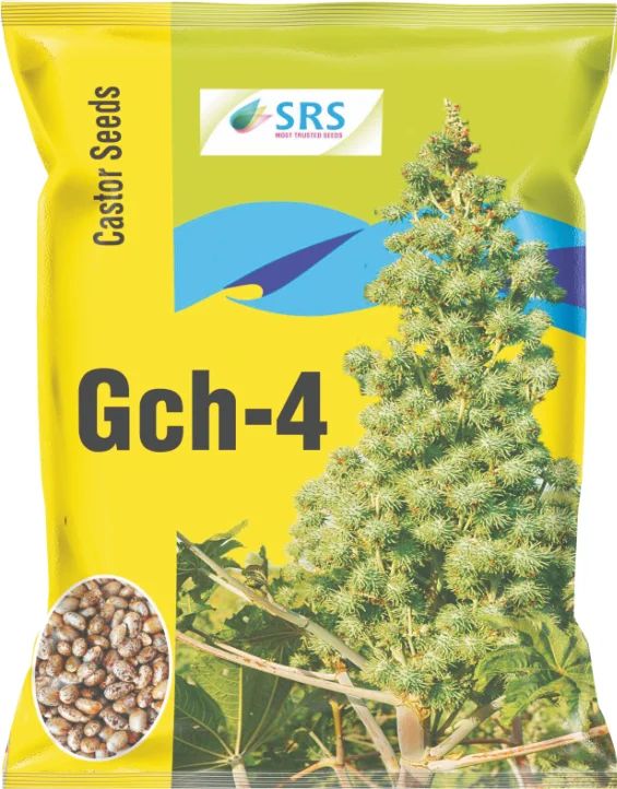 GCH-4 Castor Seeds