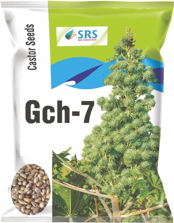 GCH-7 Castor Seeds