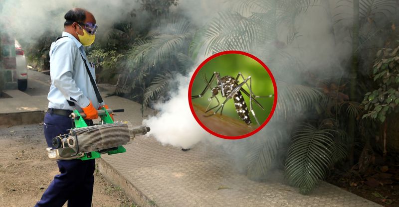 Mosquito Pest Control Service