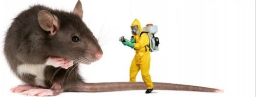 Rodent Pest Control Service