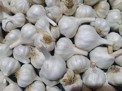 A Grade Garlic