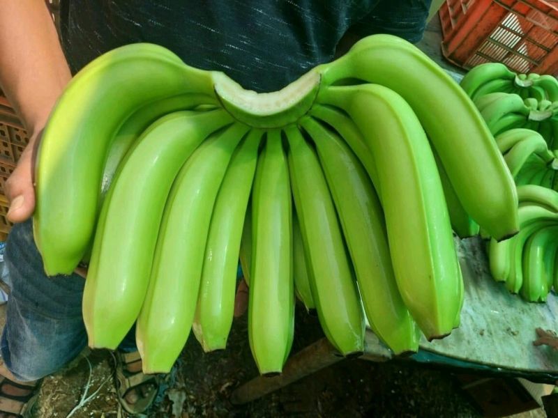 Green Cavendish Banana