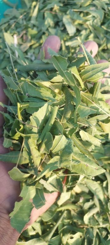 neem leaves