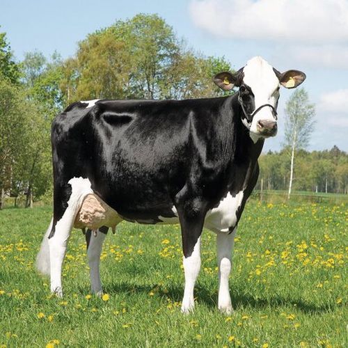Crossbred Cow