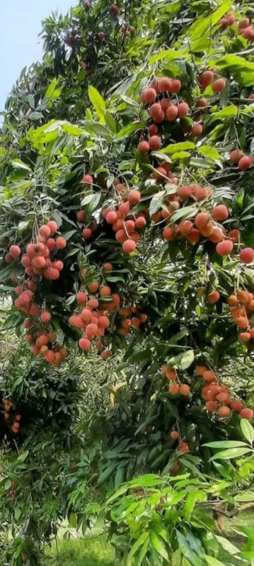 A Grade Litchi