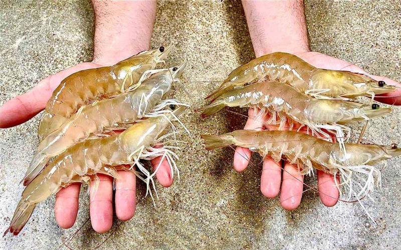 White Leg Vannamei Prawns