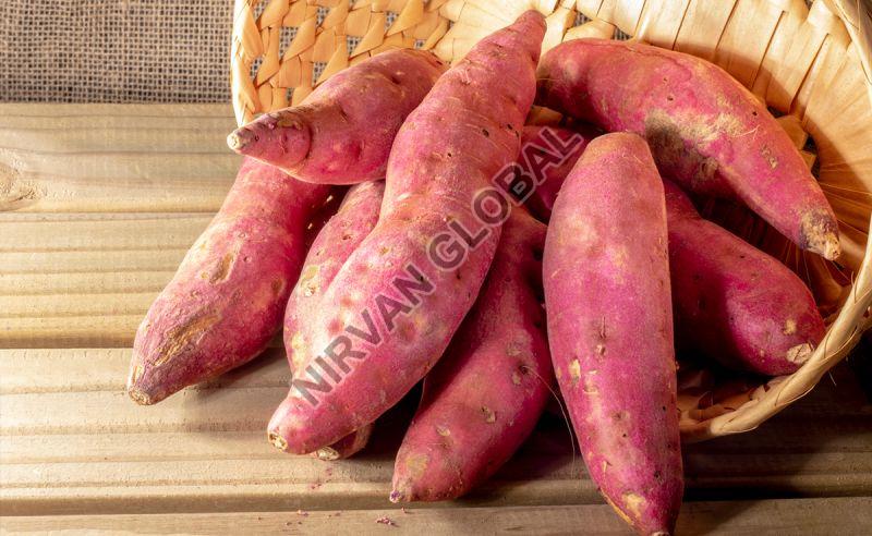 Sweet Potato