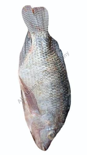 Frozen Tilapia Fish