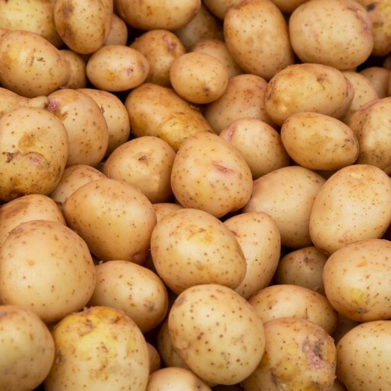 Fresh Agra Potato