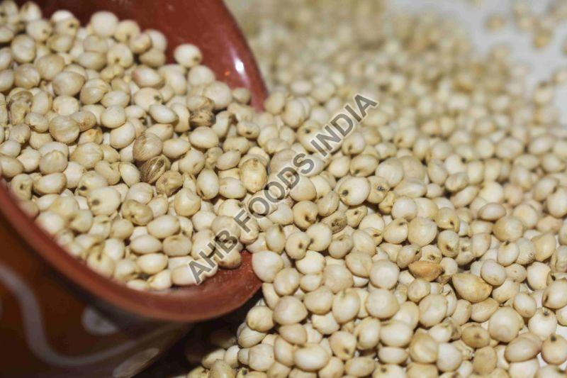 Sorghum Millet Seeds