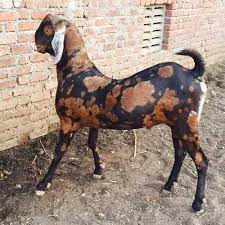 Live Sirohi Goat