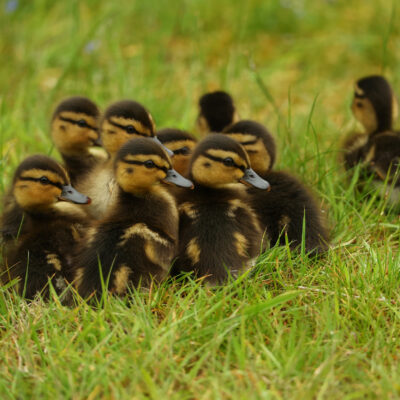 One Day Old Live Duck Chicks