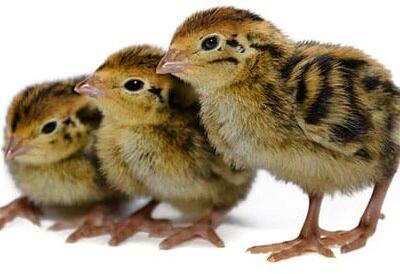 One Day Old Live Japanese Quail Chicks