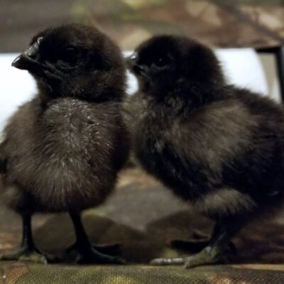 One Day Old Live Kadaknath Chicks