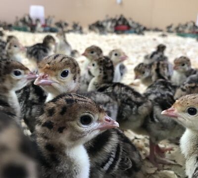 One Day Old Live Turkey Chicks